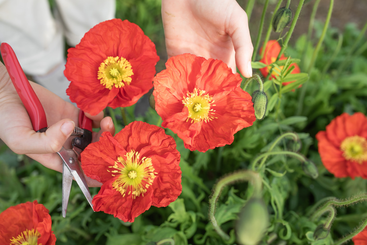 Valmue Champagne Bubbles Scarlet, Loukykvět