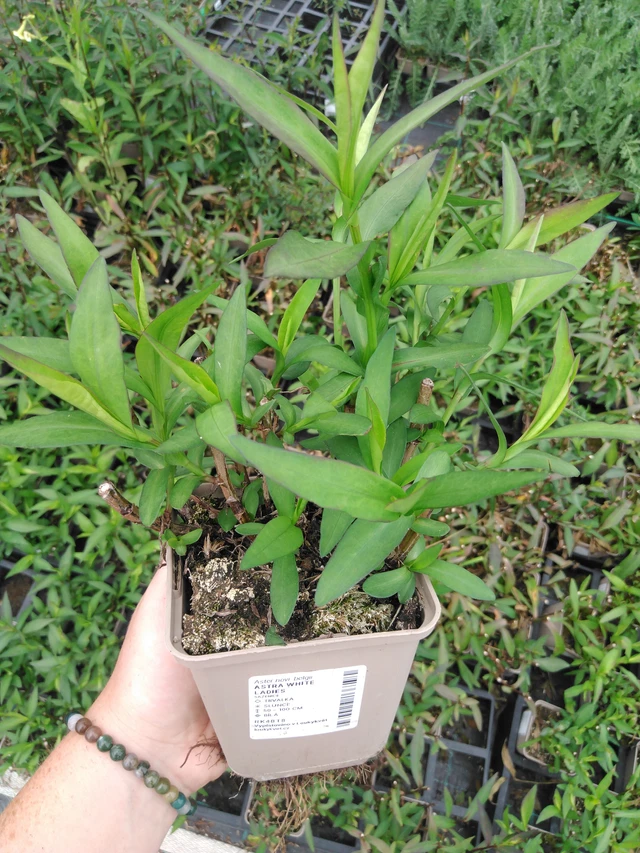 Syysasteri White Ladies - 2024