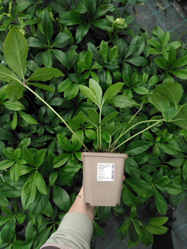 Jouluruusu Double Ellen White Spotted - 2024