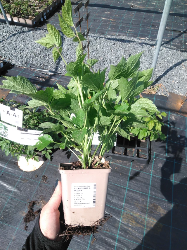 Kärhö Mrs R. Brydon - 13. 5. 2025