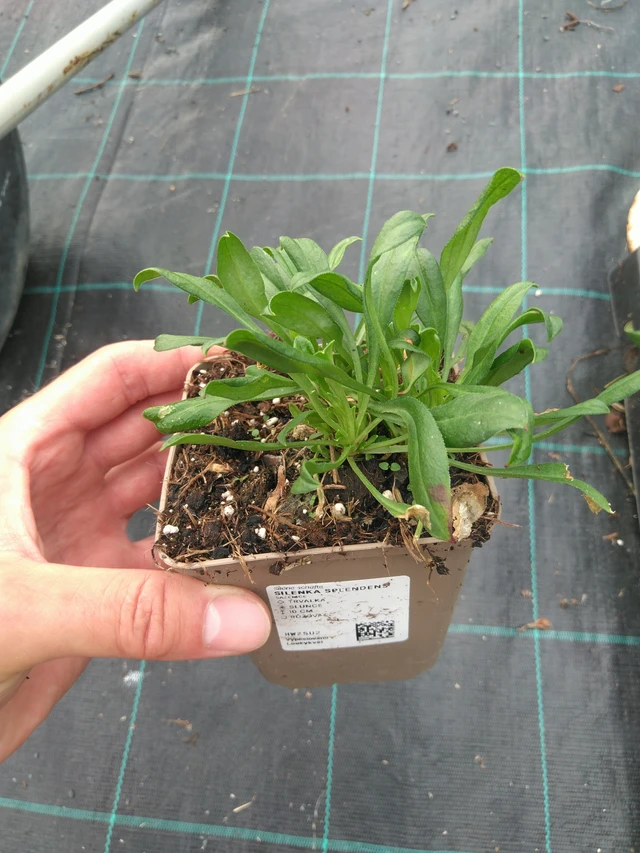 Kohokki Splendens - 25. 7. 2025