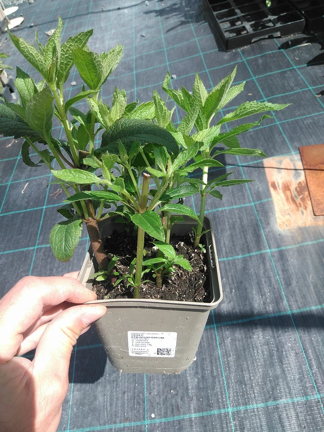 Punalatva Atropurpureum - 24. 6. 2025