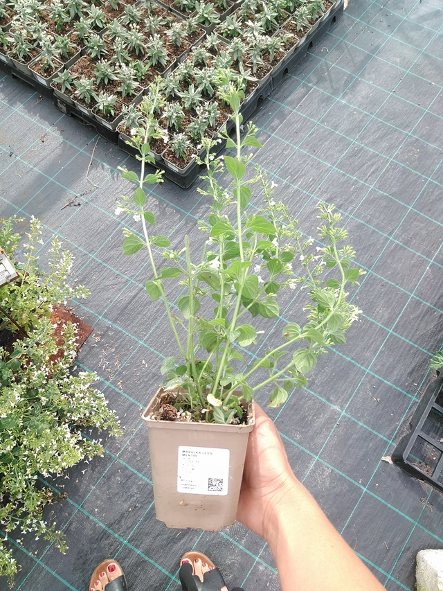 Metsäkalaminttu Menthe - 10. 9. 2025