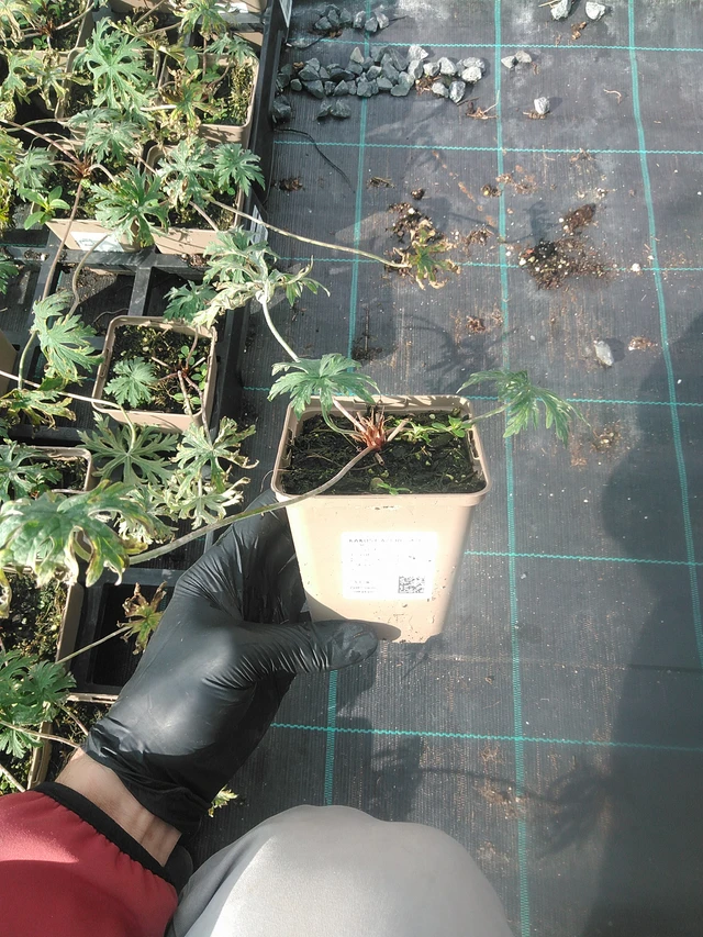 Kurjenpolvi Azure Skies - 13. 10. 2025