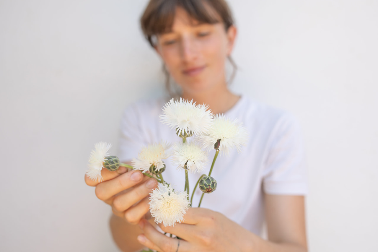 Aciano imperial The Bride, Loukykvět