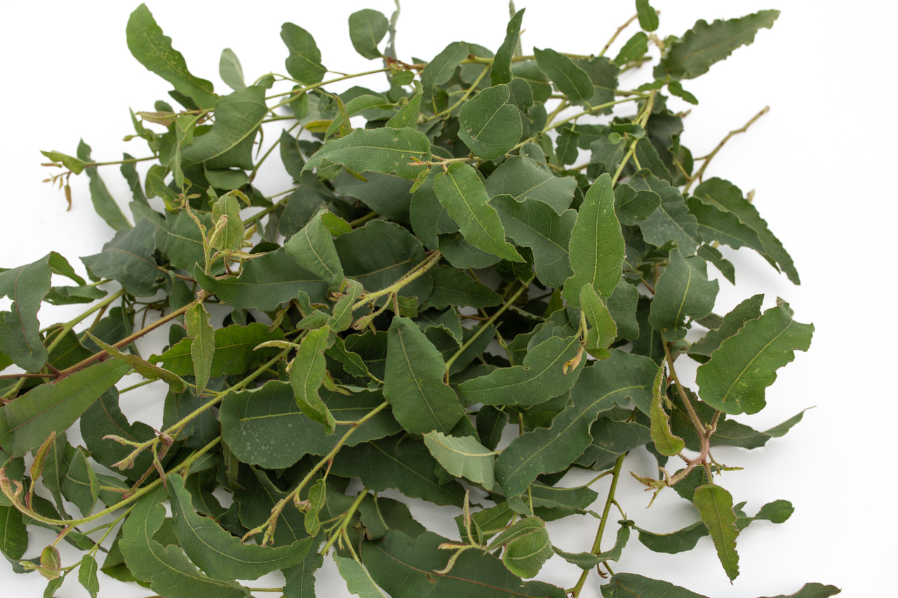 Citroeneucalyptus, Loukykvět