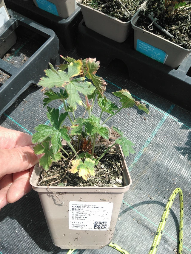 Kurjenpolvi Claridge Druce - 24. 6. 2025