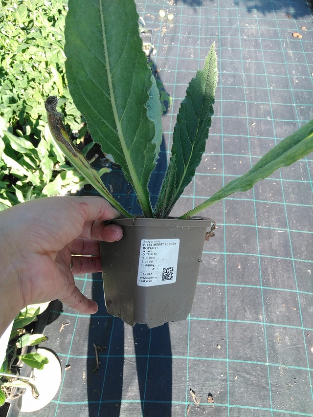 Italianrastas - 19. 8. 2025