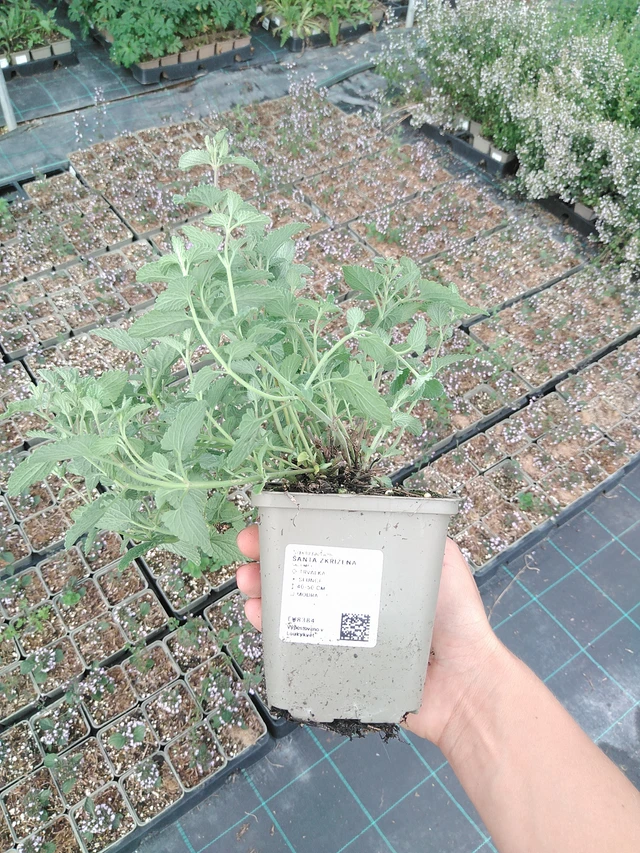 Mirrinminttu - 10. 9. 2025