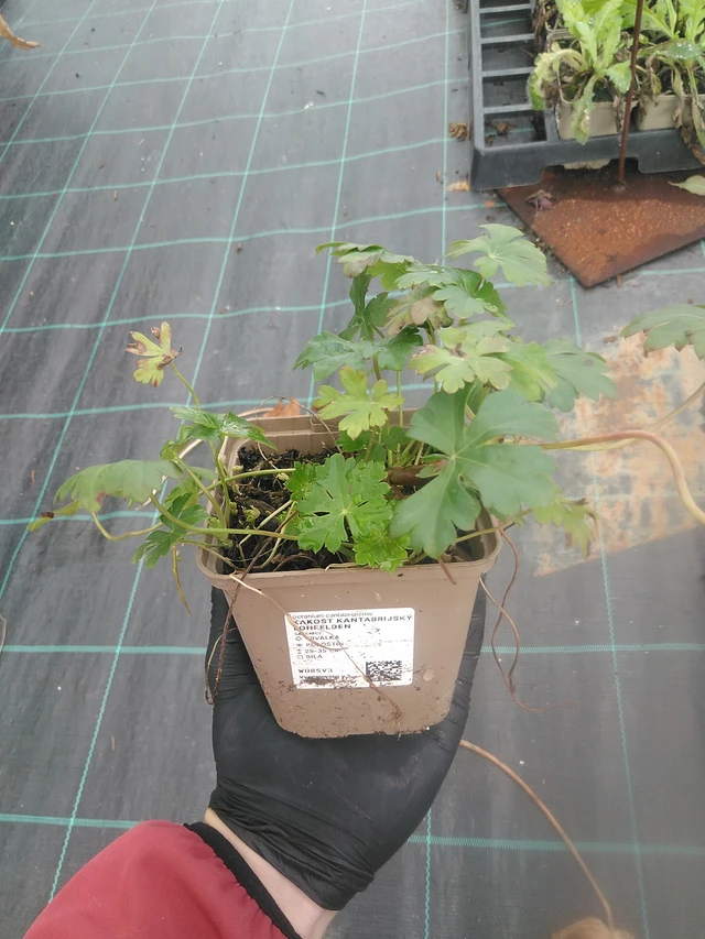 Peittokurjenpolvi Lohfelden - 13. 10. 2025