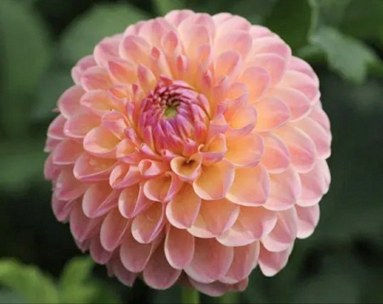 Daalia L.A.T.E., Loukykvět