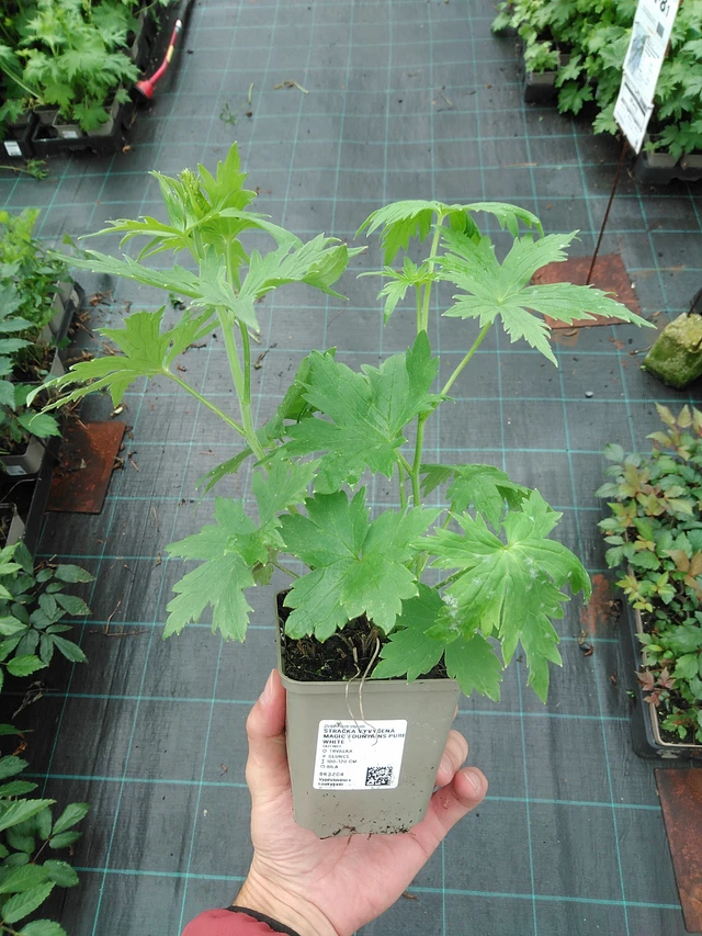 Jaloritarinkannus Magic Fountains Pure White - 30. 7. 2025