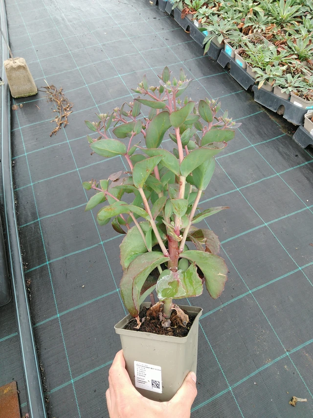 Sedum Matrona - 28. 7. 2025