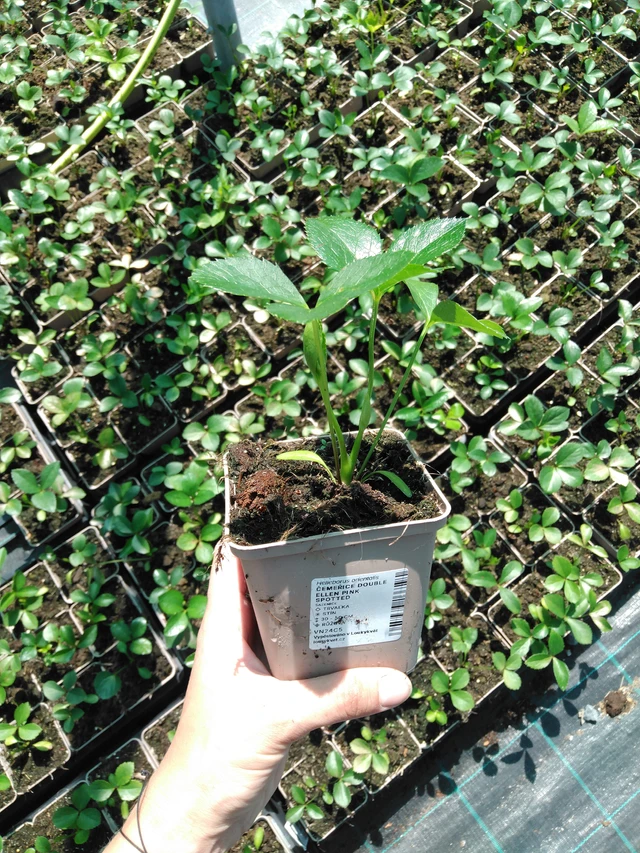 Jouluruusu Double Ellen Pink Spotted - 2024