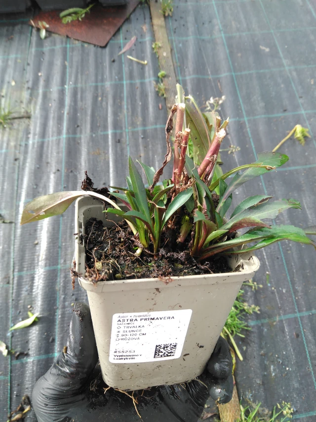 Asteri Primavera - 23. 10. 2025