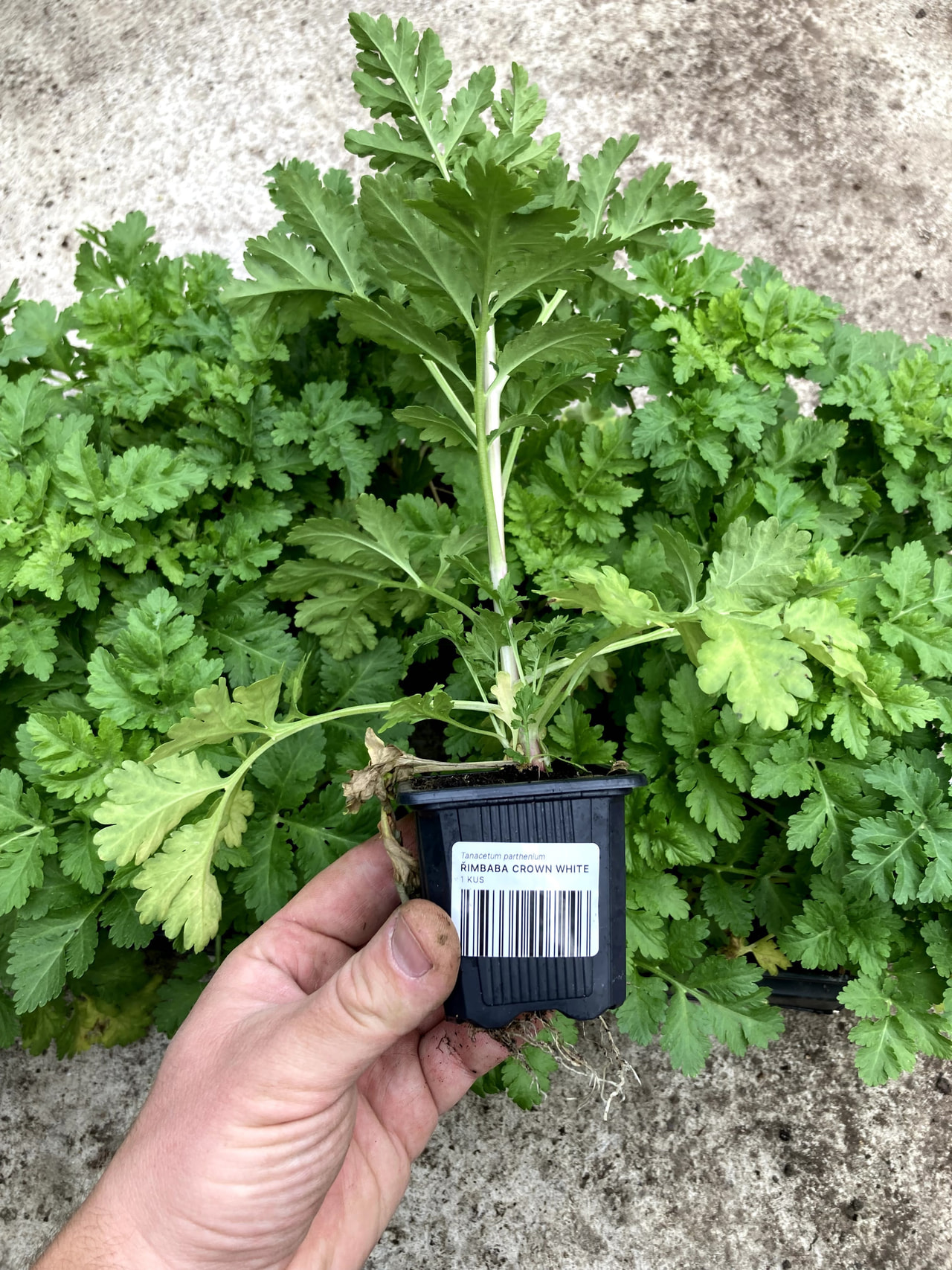 Reunuspietaryrtti Crown White, Loukykvět