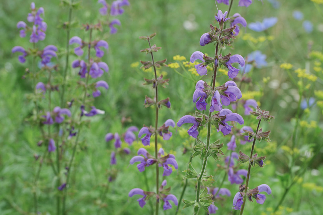 Salvia pratensis Sky Dance, Loukykvět