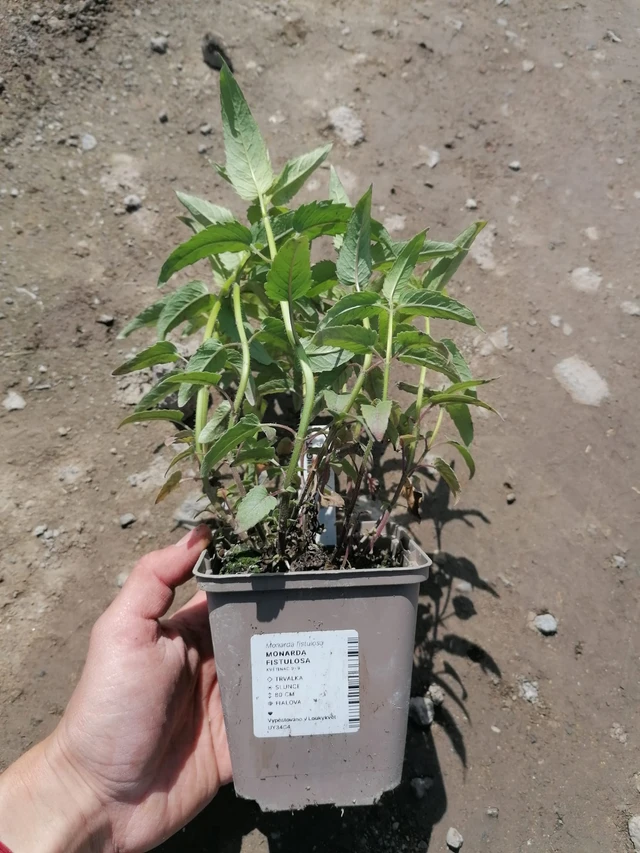 Monarda fistulosa - 2024