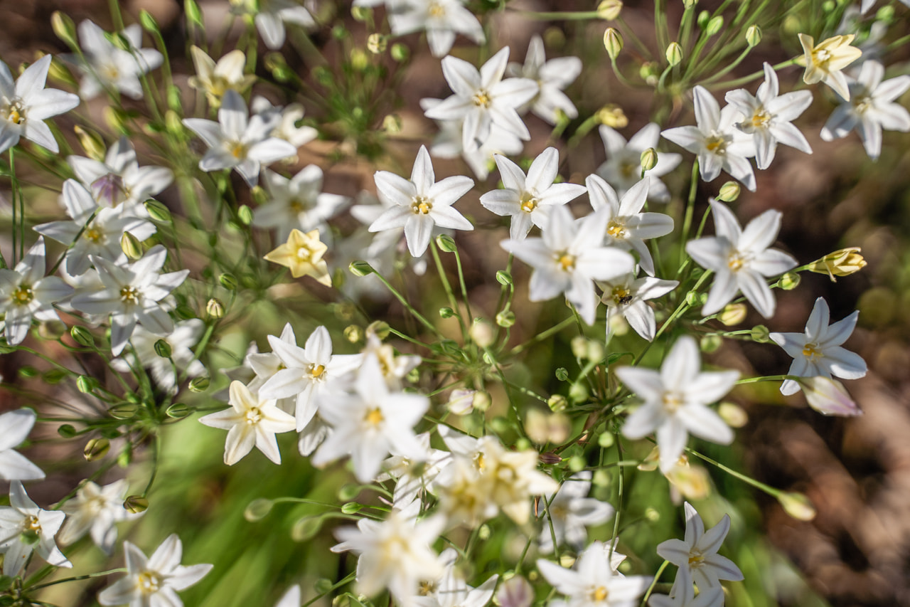 Tiukukukka Silver Queen, Loukykvět