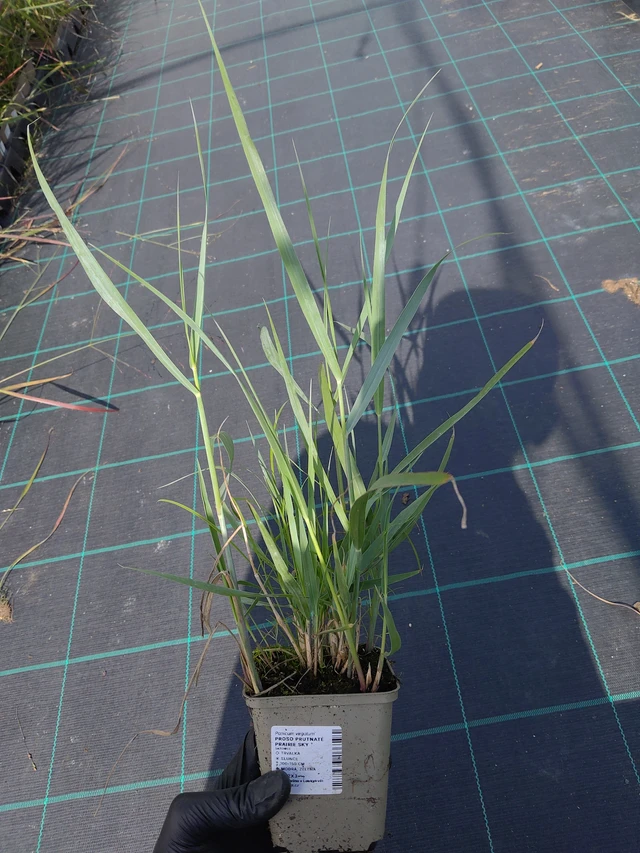 Virginianhirssi Prairie Sky - 11. 9. 2025