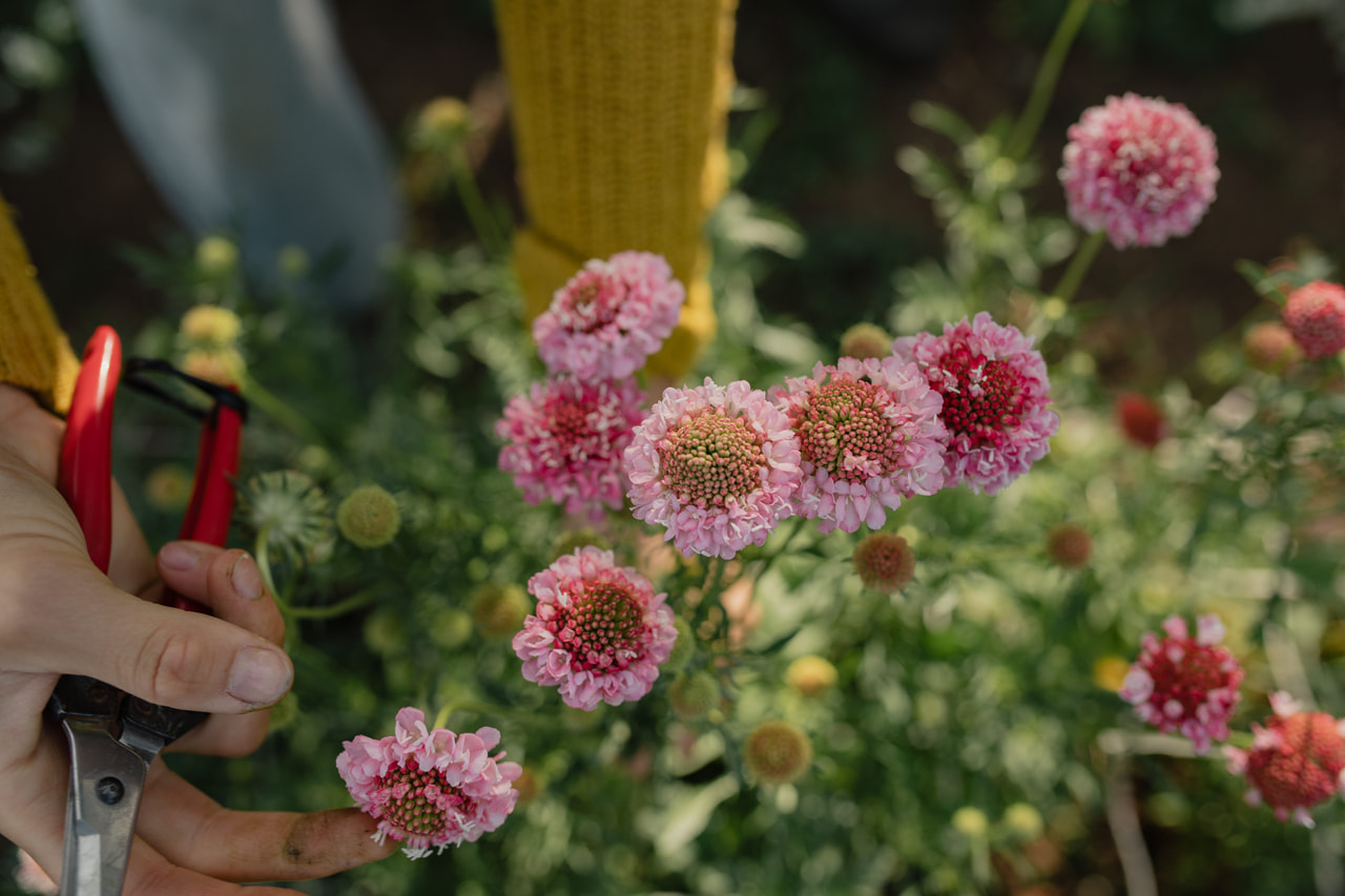 Törmäkukka QIS Salmon Pink, Loukykvět