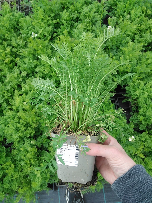 Sinilatva Filigree Clouds - 9. 6. 2025