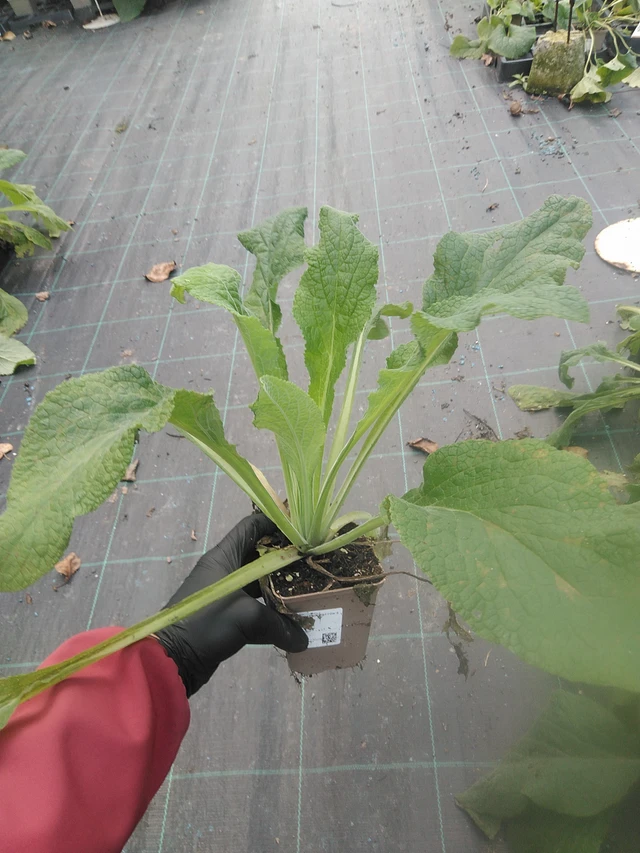 Foxglove Sutton’s Apricot - 13. 10. 2025