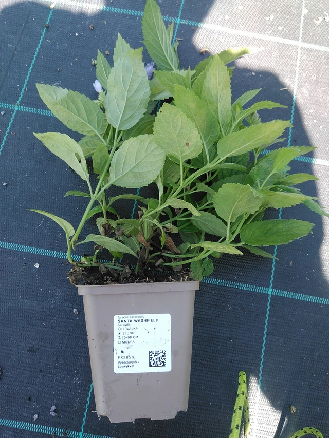 Kissanminttu Washfield - 19. 8. 2025