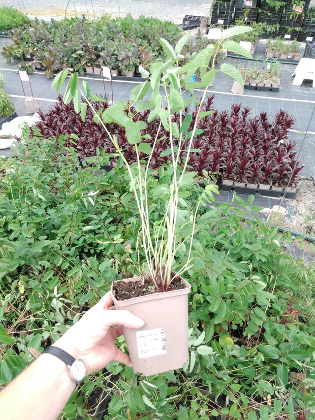 Luppio Pieters - 2024