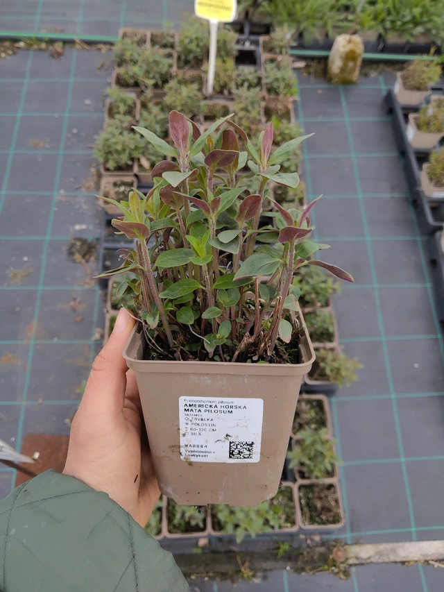 Menta de montaña americana Pilosum - 21. 4. 2026