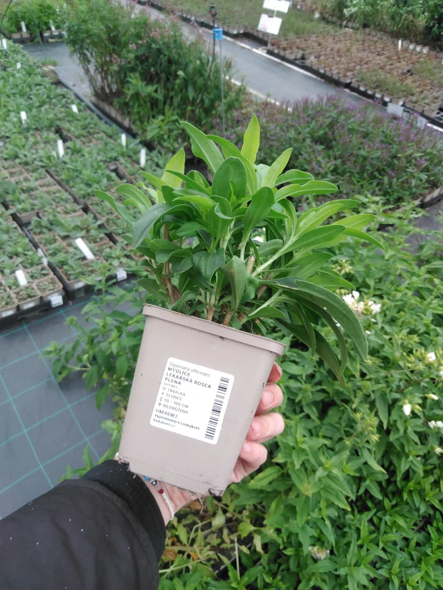 Rohtosuopayrtti Rosea Plena - 2024