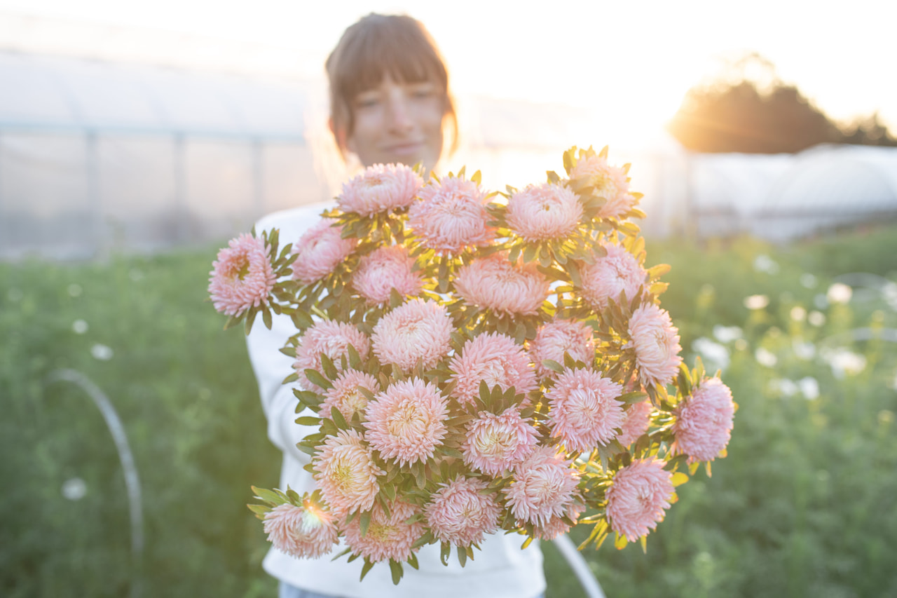 Kiinanasteri Lady Coral Salmon, Loukykvět