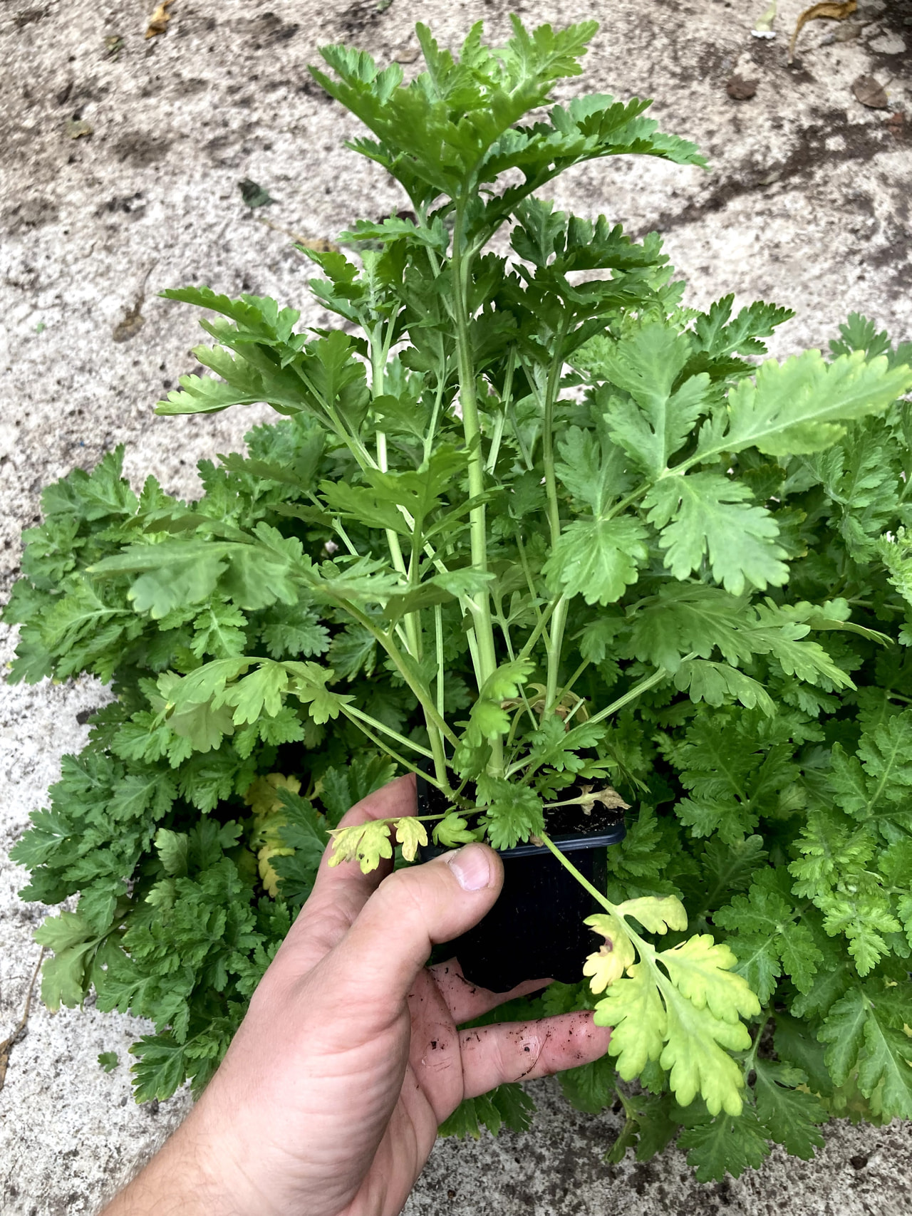 Reunuspietaryrtti Victory Single White, Loukykvět