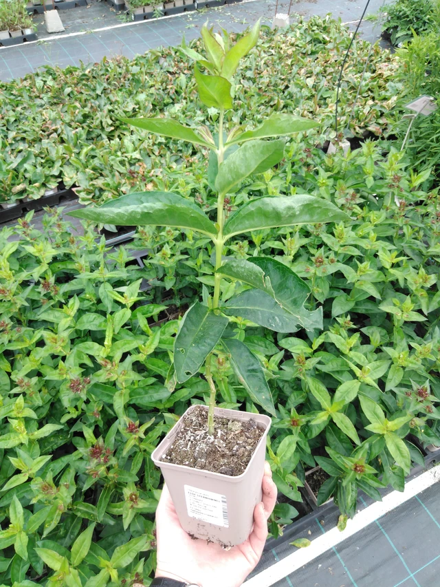 Leimu Sternhimmel - 2024