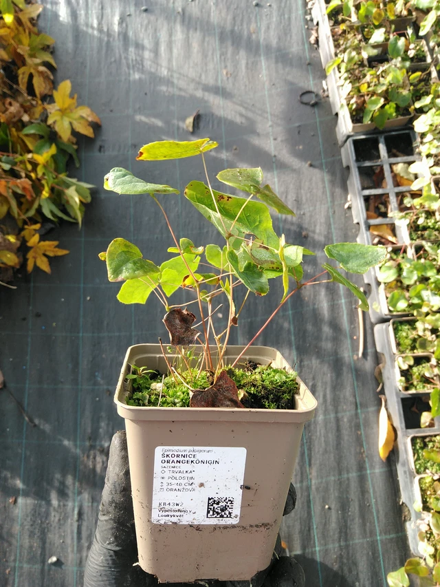 Epimedium Orangekönigin - 31. 10. 2025