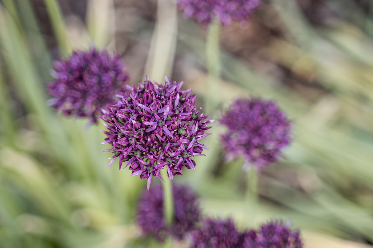 Allium Mercurius, Loukykvět
