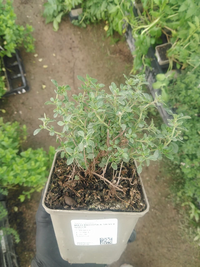 Sitruuna-ajuruoho Silver Queen - 10. 9. 2025