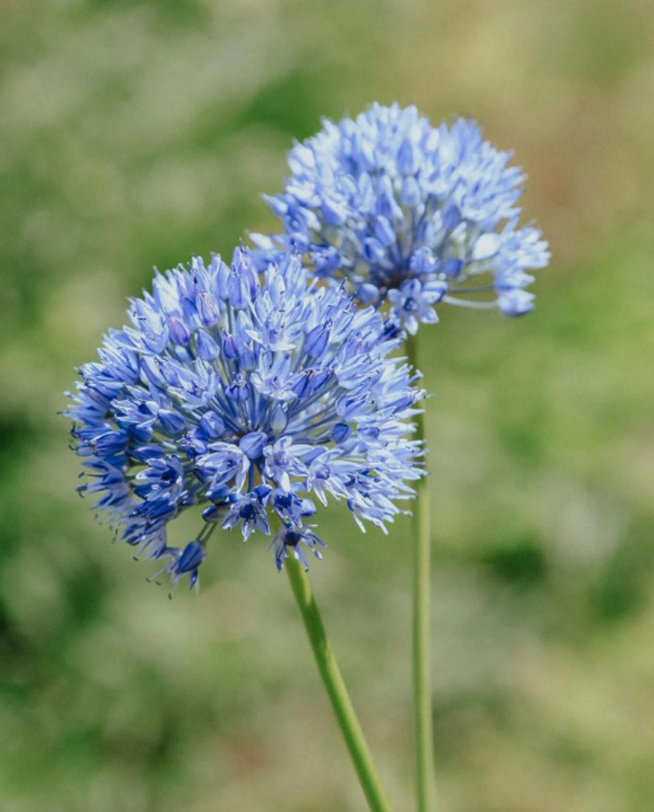 Allium caeruleum, Loukykvět
