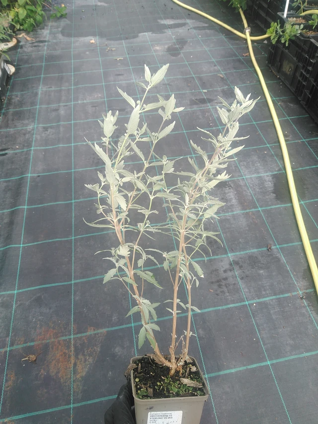 Caryopteris Sterling Silver - 10. 9. 2025