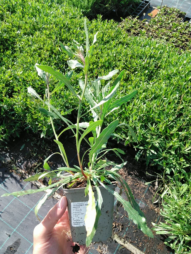 Kesäkynttilä Summer Breeze - 24. 6. 2025