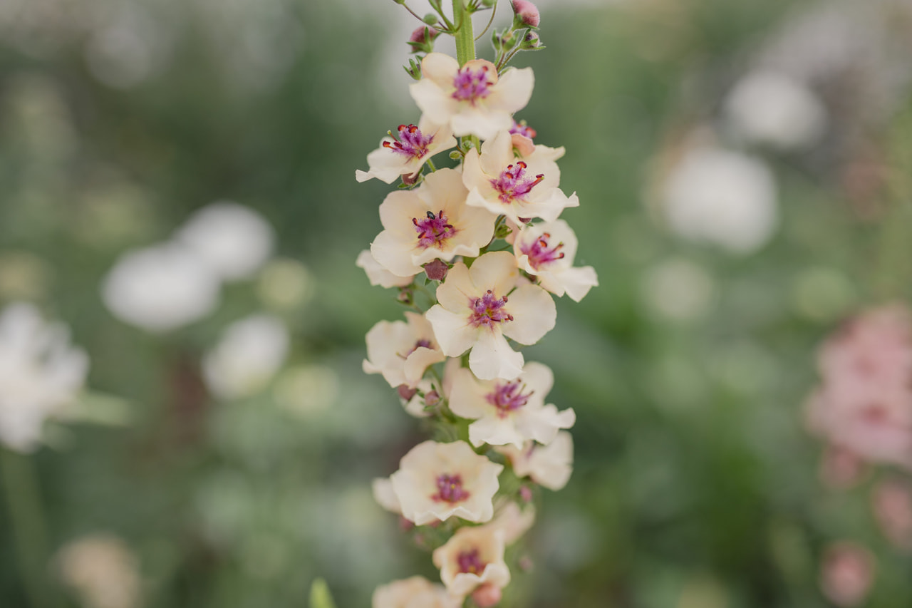 Verbascum Southern Charm, Loukykvět