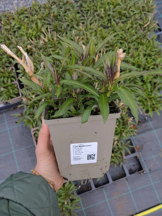 Leimu Minnehaha - 21. 4. 2026