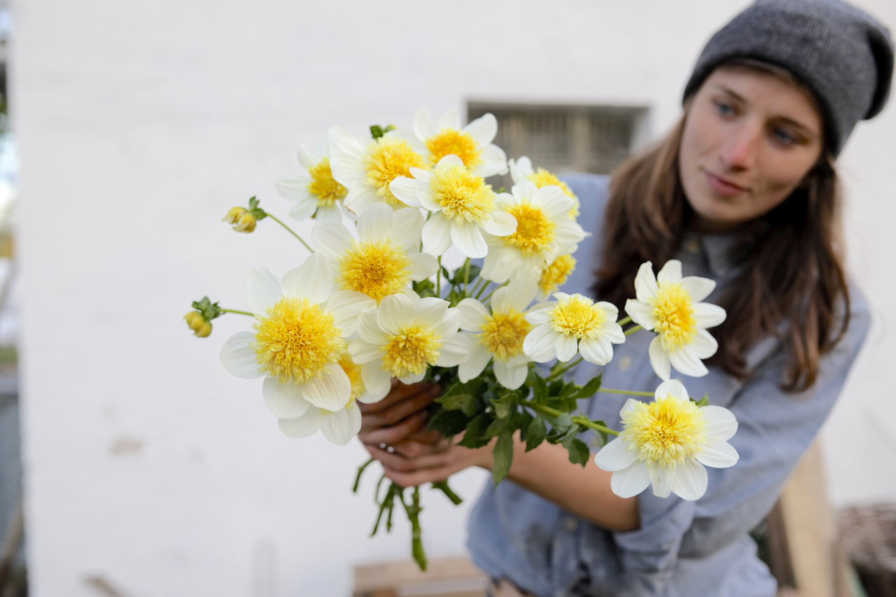 Daalia Platinum Blonde, Loukykvět