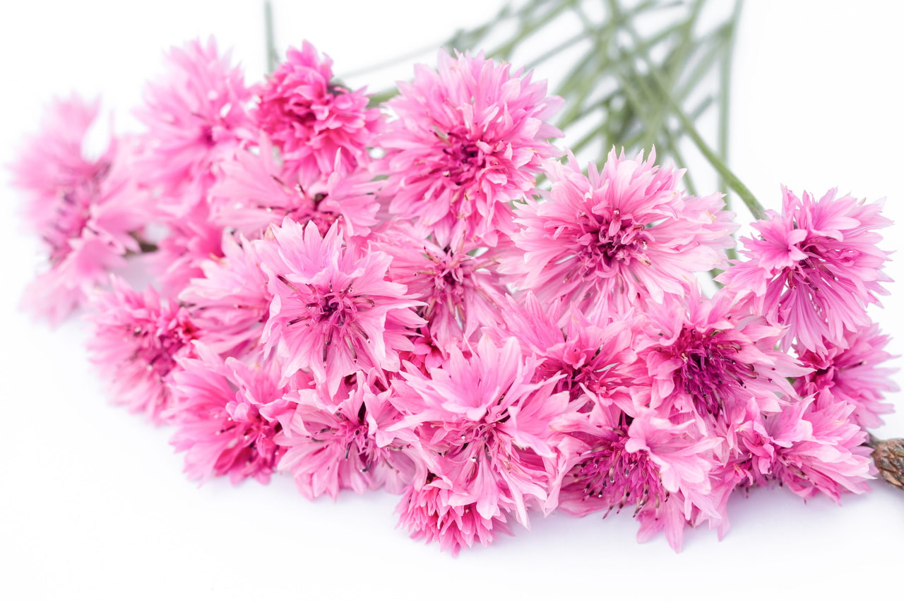 Aciano Tall Double Pinkie, Loukykvět