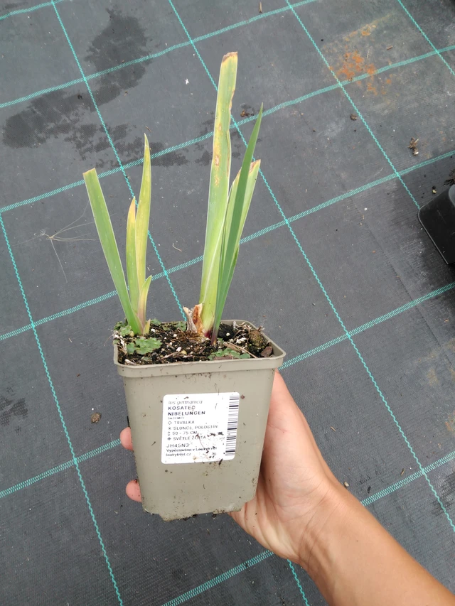 Kurjenmiekka Nibelungen - 10. 9. 2025