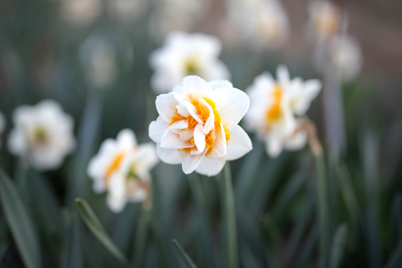 Narsissi Double Dee, Loukykvět