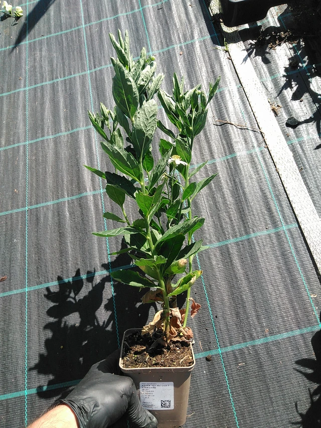 Siperianasteri Starshine - 19. 8. 2025