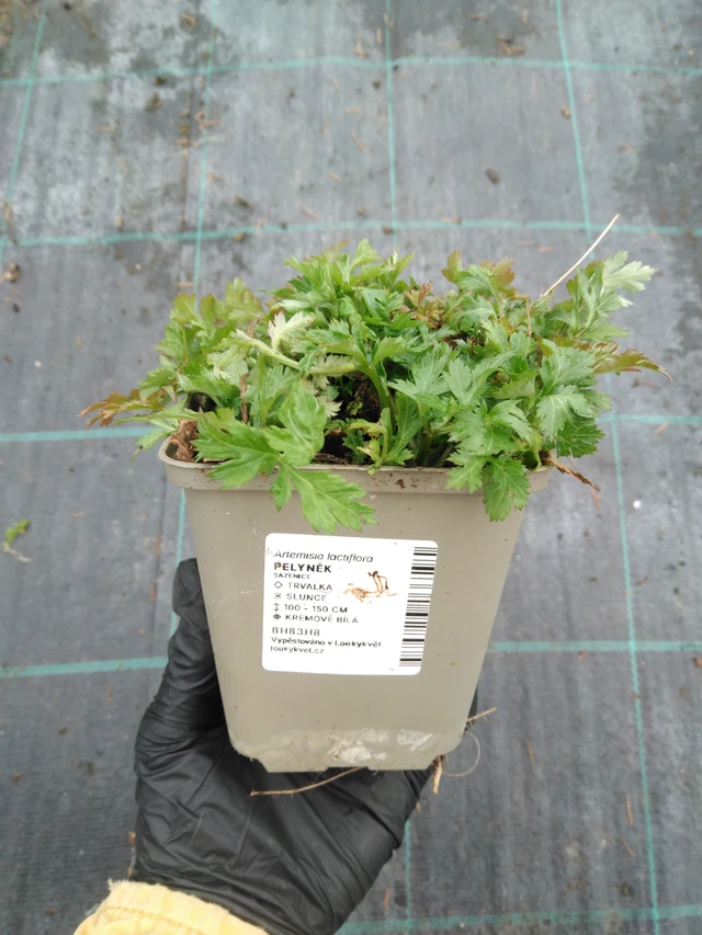 Artemisa - 1. 4. 2026