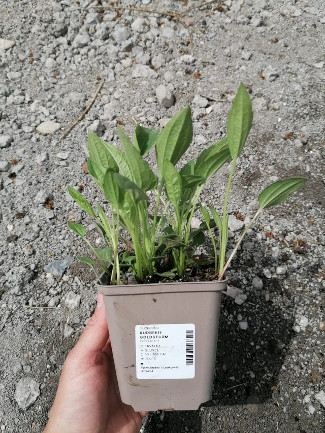 Sädepäivänhattu Goldsturm - 2024