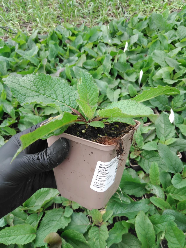 Verbascum Southern Charm - 2024